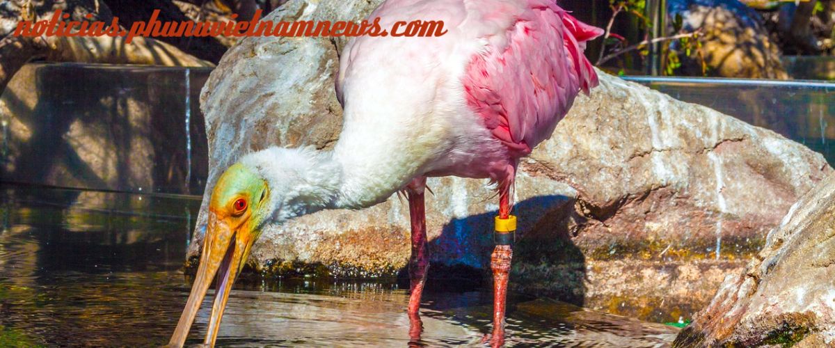 noticias.phunuvietnamnews.com